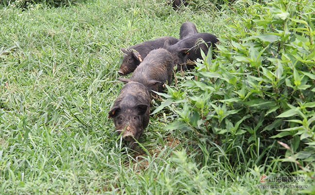 藏香猪饲养在养殖方式显得很重要